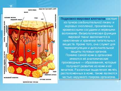 Подкожно жировая клетчатка фото