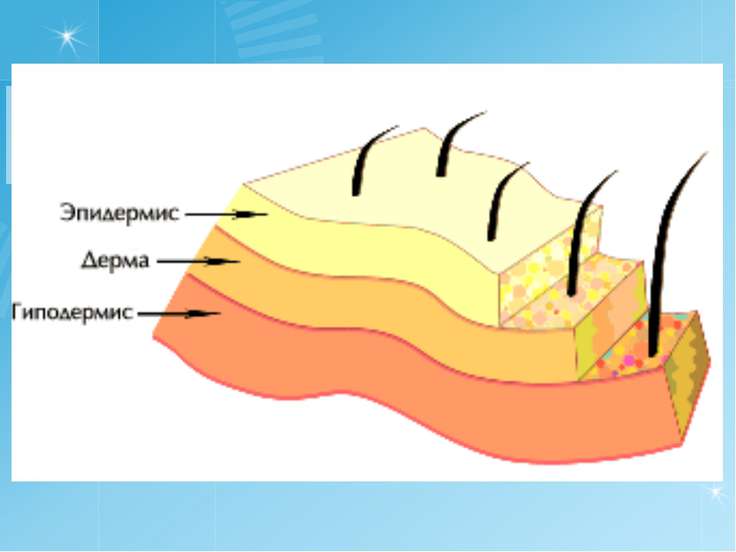 Индивидуальный рисунок кожи определяет слой