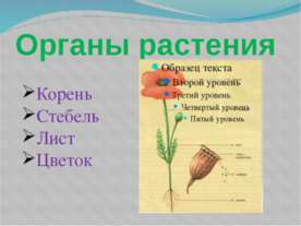 Органы растения
