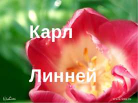 Карл Линней