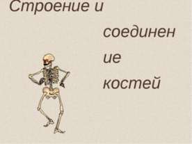 Строение и соединение костей