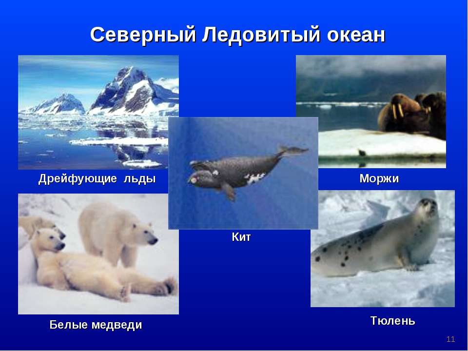 Ледовитые обитатели океана. Животные Северного Ледовитого океана. Животные обитающие в Северном Ледовитом океане. Северный Ледовитый океан животный мир. Животные Северного Ледовитого океана список.