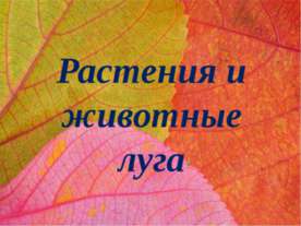 Растения и животные луга