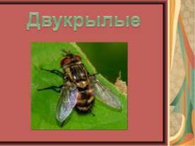 Двукрылые