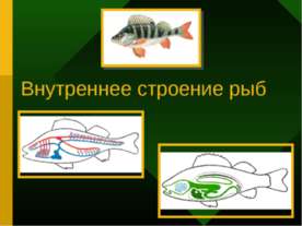 Внутреннее строение рыб