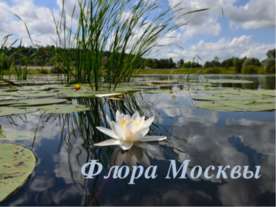 Флора Москвы