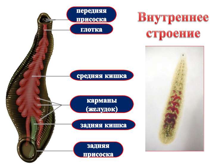 Строение пиявки медицинской фото