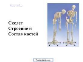 Скелет строение и состав костей