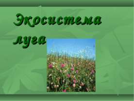 Экосистема луга