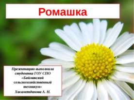 Ромашка