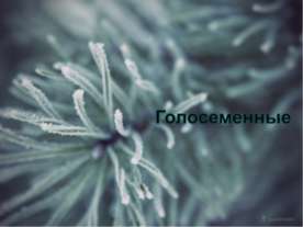 Голосеменные как ряд и подвид