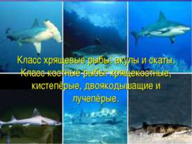 Класс хрящевые рыбы: акулы и скаты