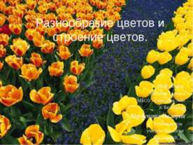 Разнообразие цветов и строение цветов