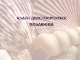 Класс Двустворчатые моллюски
