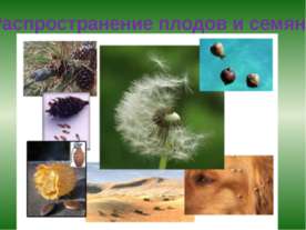 Распространение плодов и семян