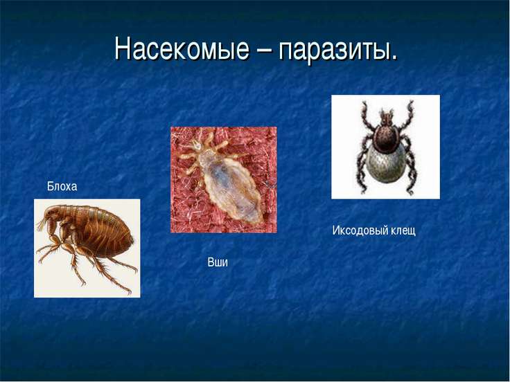 тесты насекомые латюшина 7 класс