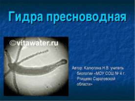 Гидра пресноводная