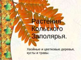 Растения Кольского Заполярья