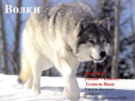 Волки