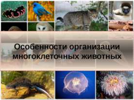 Особенности организации многоклеточных животных
