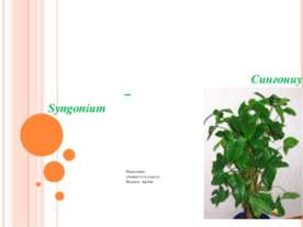 Сингониум – Syngonium