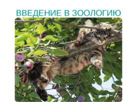 Введение в зоологию