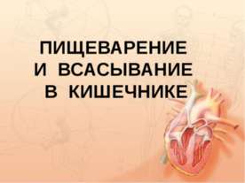 Пищеварение и всасывание в кишечнике