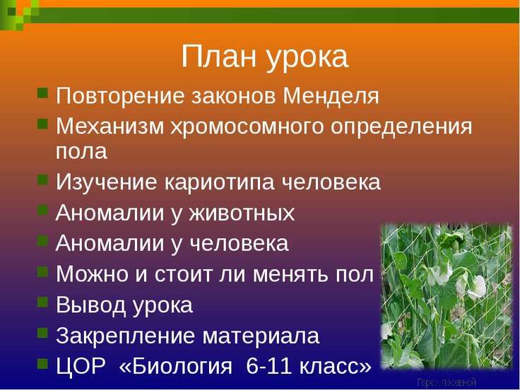 план урока дигибридное скрещивание 9 класс