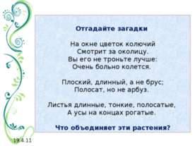 Мир растений на подоконнике