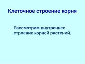 Клеточное строение корня. Рассмотрим внутреннее строение корней растений