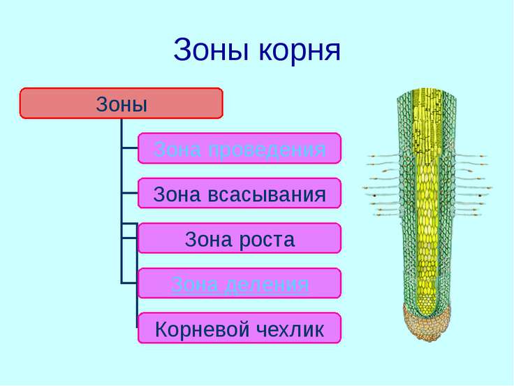 Зоны корня схема