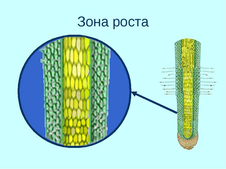 гдз по биологии 6 клаас зоны корня