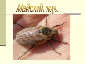 Майский жук