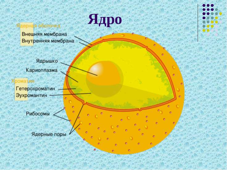 Ядро клетки фото