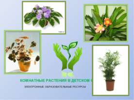 Комнатные растения в детском саду