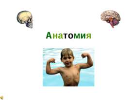 Анатомия