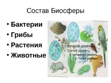 Распространение организмов на земле. Распространение организмов — иллюстрация 3