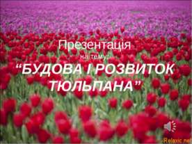 Будова та розвиток тюльпана (Укр)