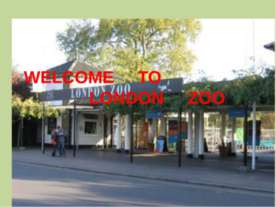 Welcome to London zoo