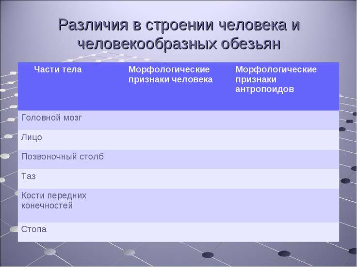 Положение человека в системе животного мира презентация 11 класс