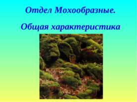Отдел Мохообразные. Общая характеристика