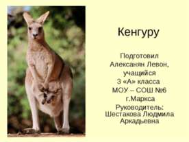 Кенгуру