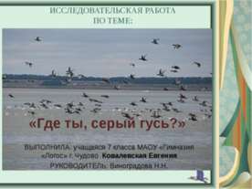 Где ты, серый гусь?