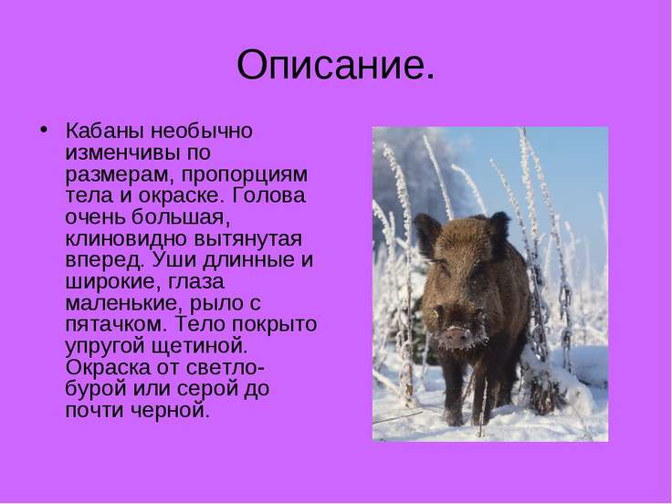 Рассмотрите животное изображенное на рисунке ответьте на вопросы в какой среде обитания живет рысь