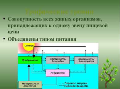 На схеме изображена трофическая структура хвойного леса какую ошибку допустил художник