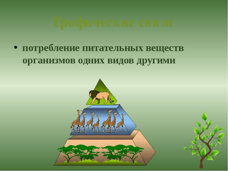 На схеме изображена трофическая структура хвойного леса какую ошибку допустил художник