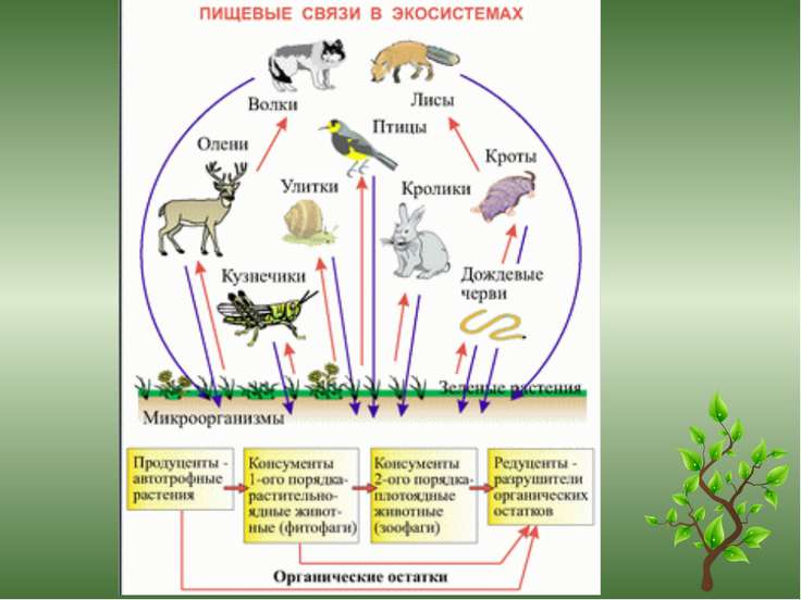 На схеме изображена трофическая структура хвойного леса какую ошибку допустил художник