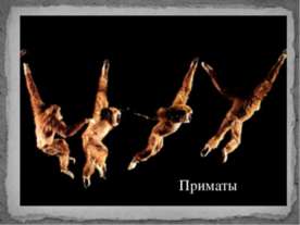 Приматы