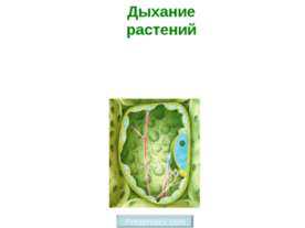 Дыхание растений