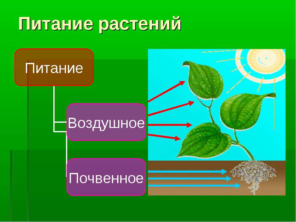 Питание растений картинка